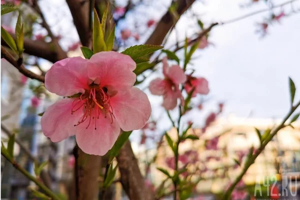 Открывшийся в феврале визовый центр Японии ужесточил проверку документов