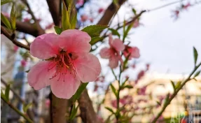 Открывшийся в феврале визовый центр Японии ужесточил проверку документов