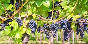 Фото: Россельхозбанк оценил потенциал инвестиций в закладку виноградников в 500 млрд рублей  1