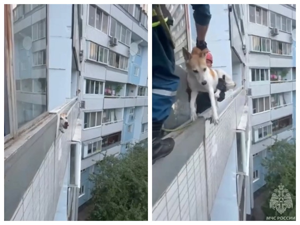 Бросили хозяева: в Москве пёс двое суток выл на балконе многоэтажки