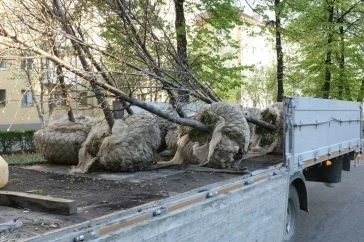 Фото: В Кемерове высадили новые липы на Аллее Героев 2