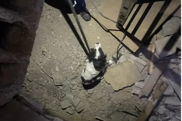 В Новокузнецке спасатели вытащили застрявшую в заброшенном доме собаку