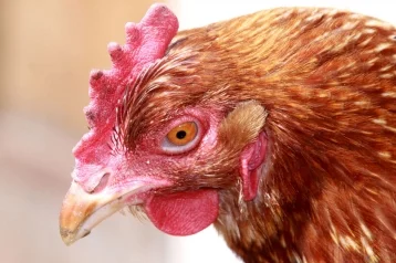 Фото: Кузбасскую птицефабрику наказали за вонь от куриного помёта 1