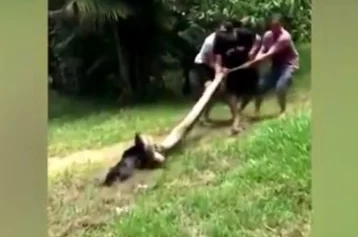 Фото: В Бразилии люди спасли собаку от анаконды 1