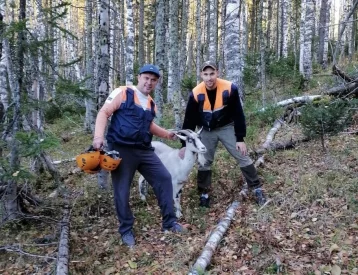 Фото: В Кузбассе коза оказалась в ловушке из-за собак: понадобилась помощь спасателей 1