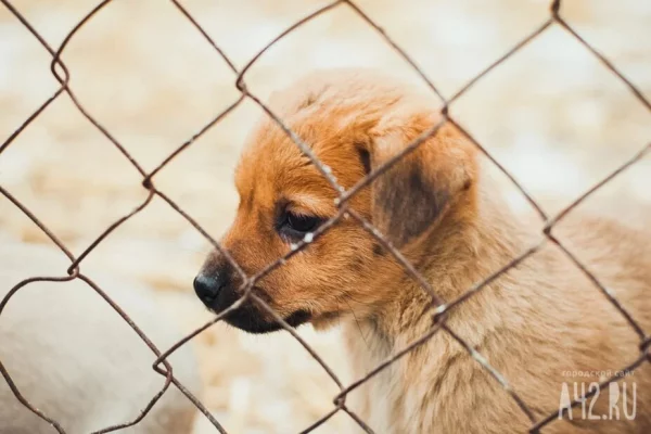 В Кемерове полиция нашла 6-летнюю живодёрку, которая избивала свою собаку