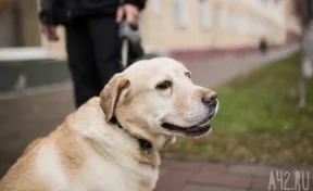 Россиянка смогла вернуть свою собаку, сбежавшую в Норвегию 