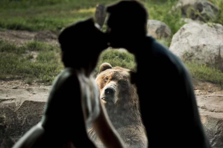 Фото: Медведь остался недоволен свадебной фотосессией в зоопарке 2