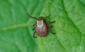 Власти Кемерова рассказали, какие парки и скверы обработают от клещей