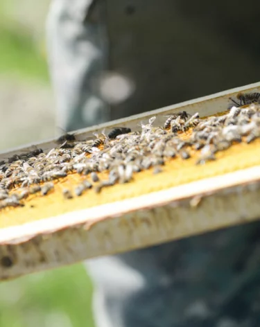 Яков день: приметы на 5 ноября