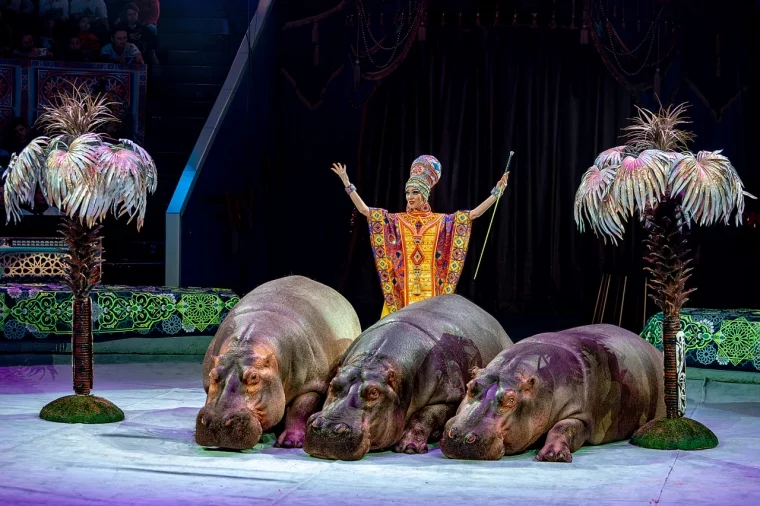 Фото: Аншлаг с первых дней: в Кемеровском цирке состоялась премьера шоу Гии Эрадзе «Песчаная сказка» 7