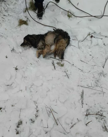 В Кемерове спасатели вытащили собаку из ямы в Рудничном бору