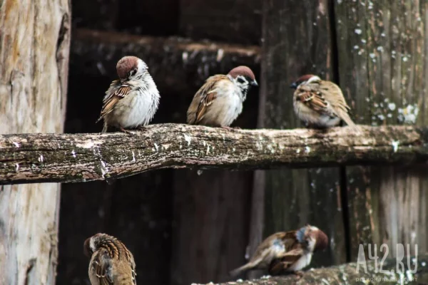 В России в феврале пройдёт перепись воробьёв
