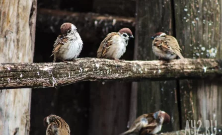 В России в феврале пройдёт перепись воробьёв
