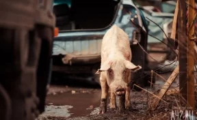 В Китае свинья убила тесаком мясника, пытавшегося её зарезать