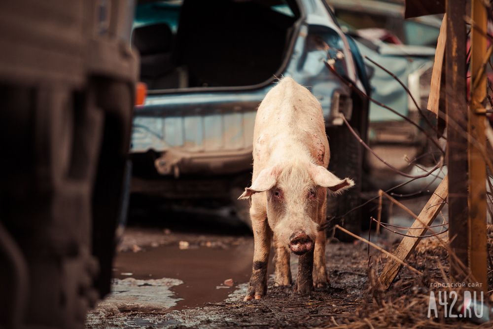 В Китае свинья убила тесаком мясника, пытавшегося её зарезать