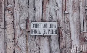 В одном из округов Кузбасса введён карантин по бешенству