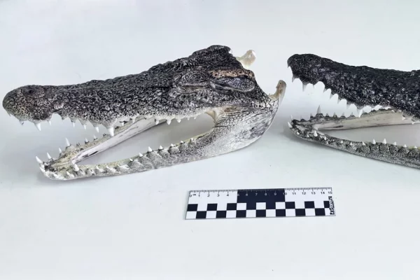 В Новосибирске таможенники изъяли головы крокодила у туриста из Таиланда