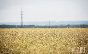 Из Кузбасса во Вьетнам впервые за год экспортировали пшеницу