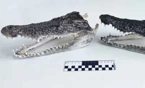 В Новосибирске таможенники изъяли головы крокодила у туриста из Таиланда