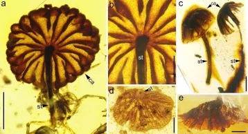 Фото: Учёные обнаружили доисторические мухоморы в кусочках янтаря 1