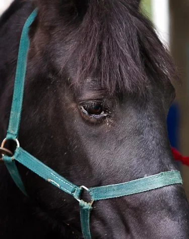 В Свердловской области при пожаре в конюшне погибли 15 лошадей
