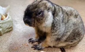 В США сурок Фил предсказал позднюю весну