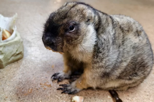 В США сурок Фил предсказал позднюю весну