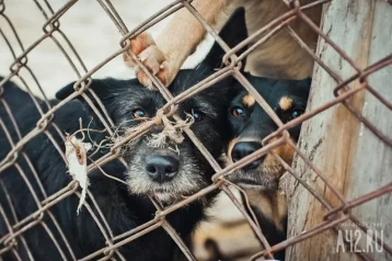 Фото: В Новосибирске женщину отправили на лечение за жестокость к 44 собакам 1