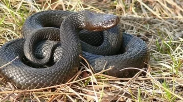 Фото: В Африке удалось спасти водителя после укуса ядовитой змеи 1