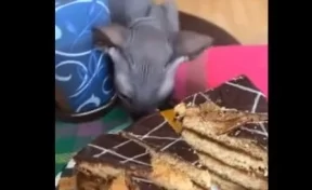 В Сети набирает популярность ролик нападения кота на торт  
