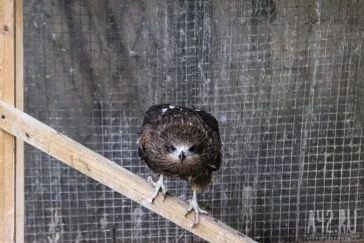 Фото: «Я просто увидел сипуху и понял, что хочу ей помочь»: кто и зачем спасает хищных птиц в Кемерове 4
