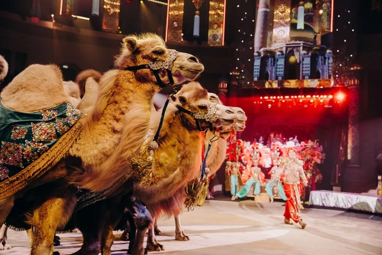 Фото: Только по 18 января в Кемеровском цирке гастроли нового шоу Гии Эрадзе «Песчаная сказка» 1