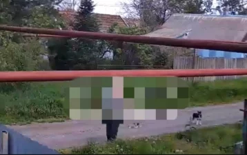 Фото: В Ставропольском крае мужчина выстрелил в щенка из ружья 1
