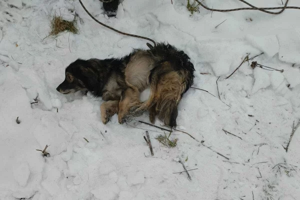 В Кемерове спасатели вытащили собаку из ямы в Рудничном бору