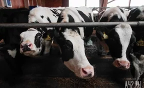 Во Франции более 20 коров погибли из-за удара молнии 