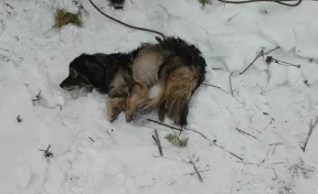 В Кемерове спасатели вытащили собаку из ямы в Рудничном бору