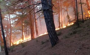 Площадь лесного пожара под Геленджиком увеличилась до 14 га