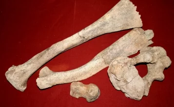 Фото: Кемеровские археологи восстановят скелет мамонта 2