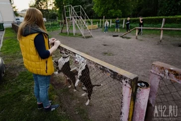 Фото: Собачья радость: тест площадок для выгула животных в Кемерове  29