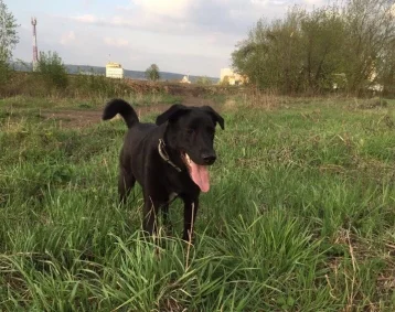 Фото: В Кемерове ищут хозяев для добродушного щенка лабрадора 1