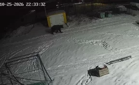 В Мысках застрелили медведя, который вышел к людям