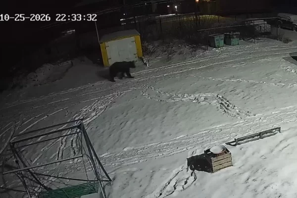 В Мысках застрелили медведя, который вышел к людям