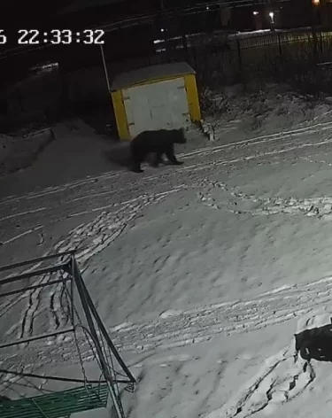 Фото, видео: минлескомплекса и охотхозяйства Кузбасса