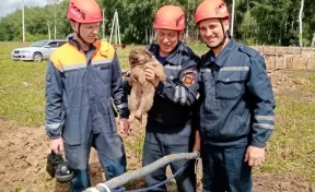В Кузбассе спасатели достали щенка из трёхметровой выработки