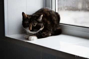 Фото: В Кузбассе в квартире, где живут 25 кошек, обнаружили превышение ПДК аммиака 1