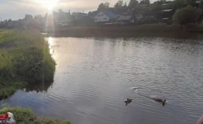 В Красноярске 14-летняя девочка упала с обрыва и утонула в озере