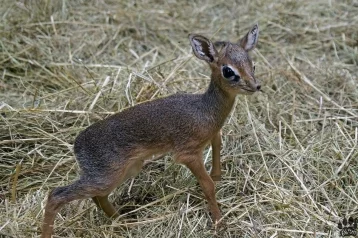 Фото: В Новосибирском зоопарке родились детёныши антилопы дикдик 1