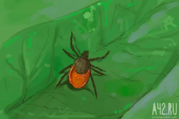 В Роспотребнадзоре предупредили, что энцефалитом можно заразиться без укуса клеща