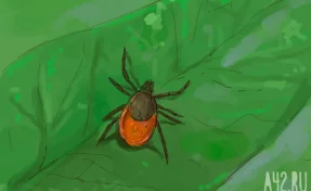 В Роспотребнадзоре предупредили, что энцефалитом можно заразиться без укуса клеща